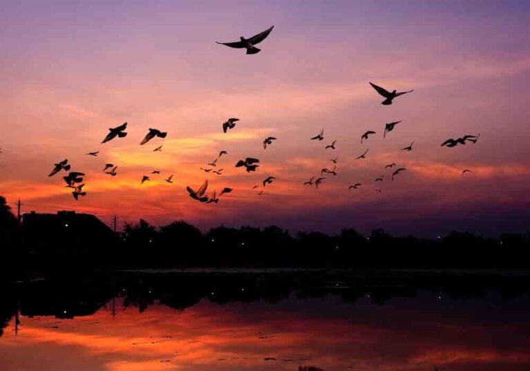 How Do Birds Know When To Fly Back North