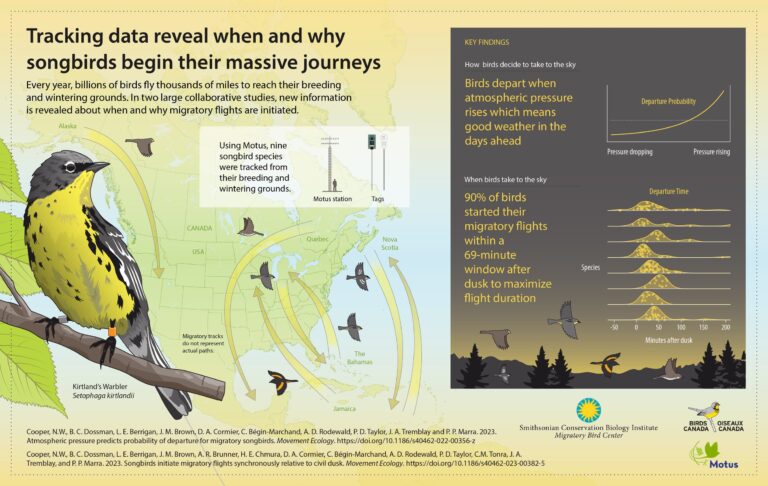 How Does Bird Migration Work