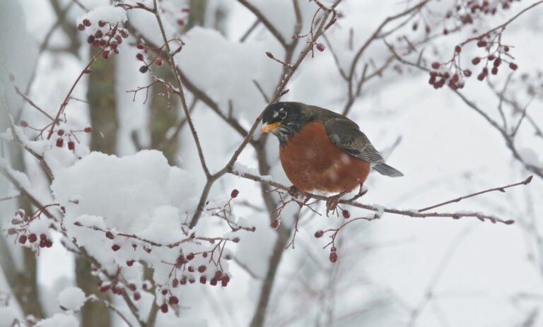 How Do Birds Survive Freezing Temperatures