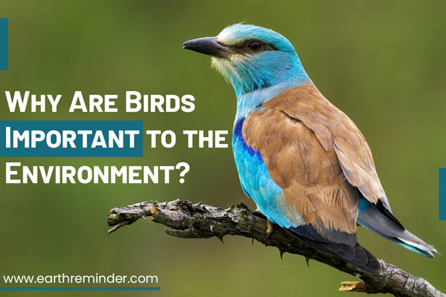 How Are Birds Important To The Environment