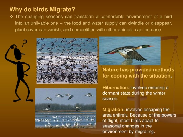 How Often Do Birds Migrate