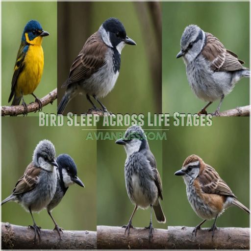 How Long Do Birds Sleep