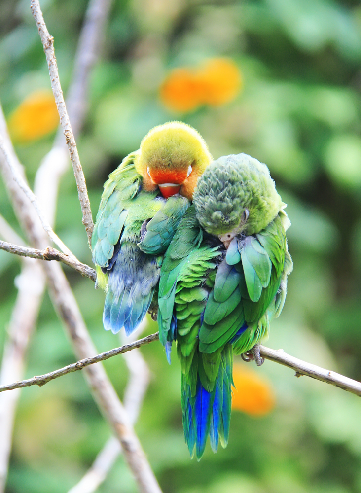 How Do Birds Sleep In Trees