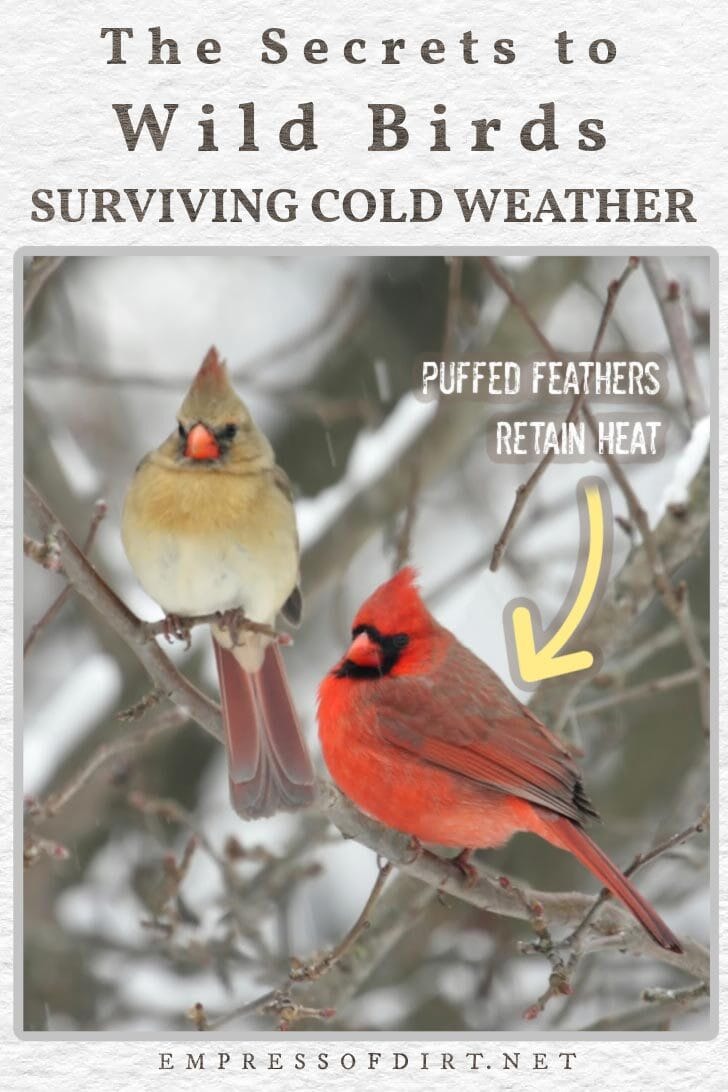 How Do Wild Birds Survive The Winter