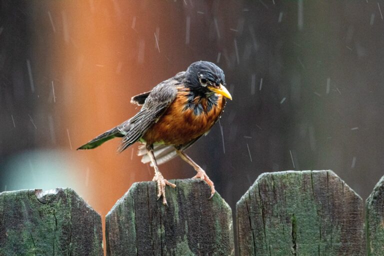 How Do Birds Survive Snow Storms