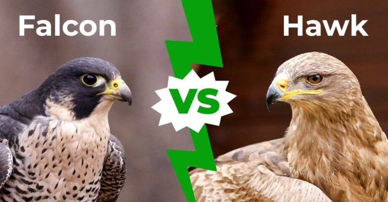 How Big Is A Falcon Bird
