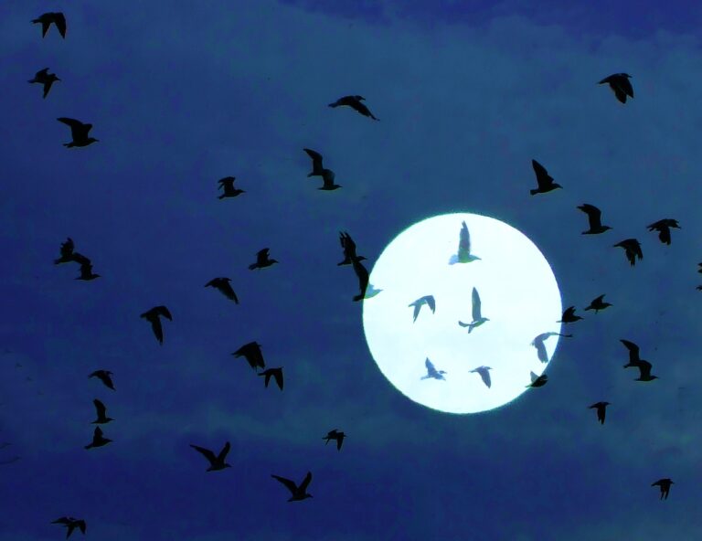 How Do Birds Migrate At Night