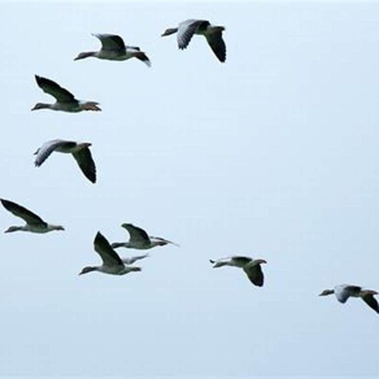 How Do Birds Fly In Flocks