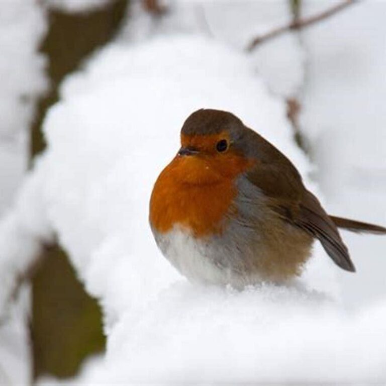 How Do Birds Stay Warm In The Winter