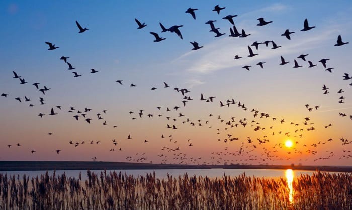 How Do Migrating Birds Know When To Return