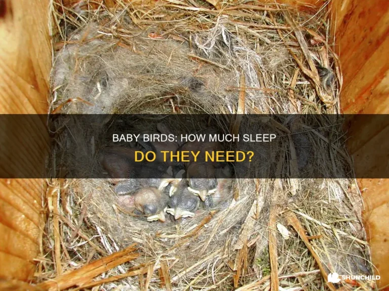 How Many Hours Do Birds Sleep