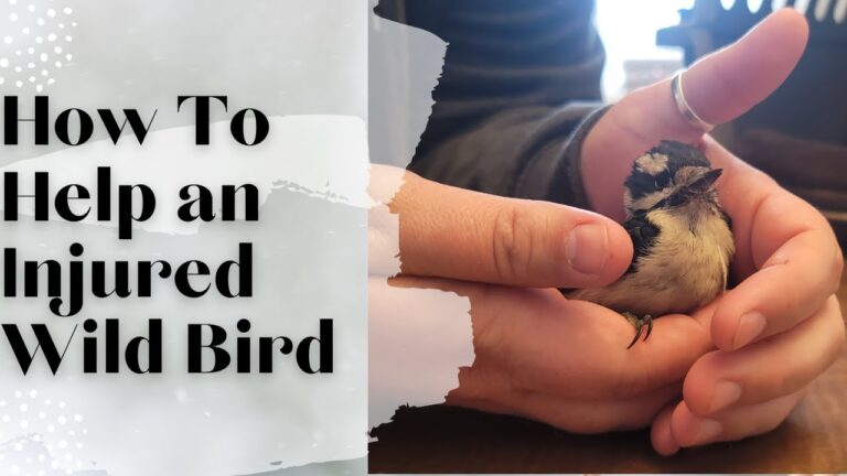 How To Help Birds