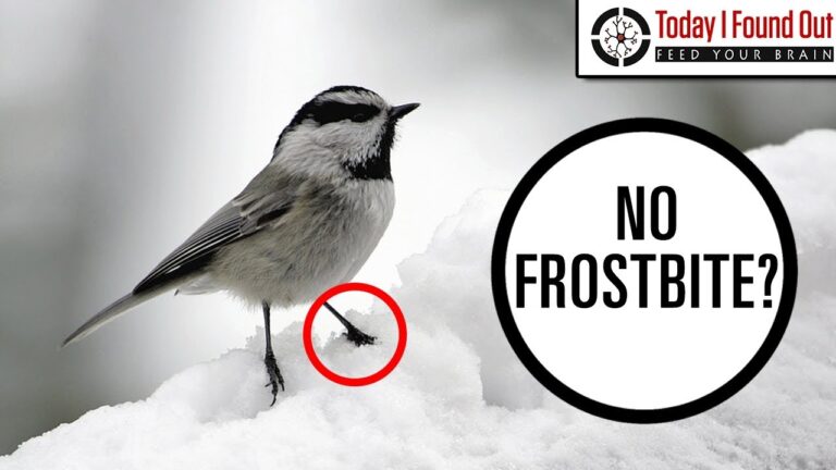 How Do Birds Not Freeze