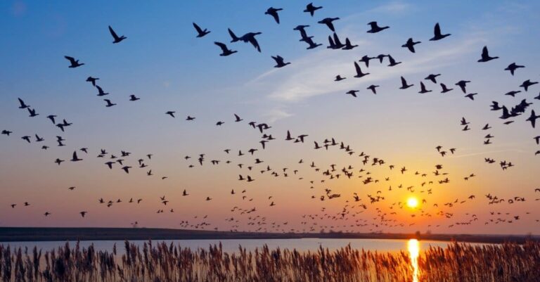 How Do Birds Prepare For Migration