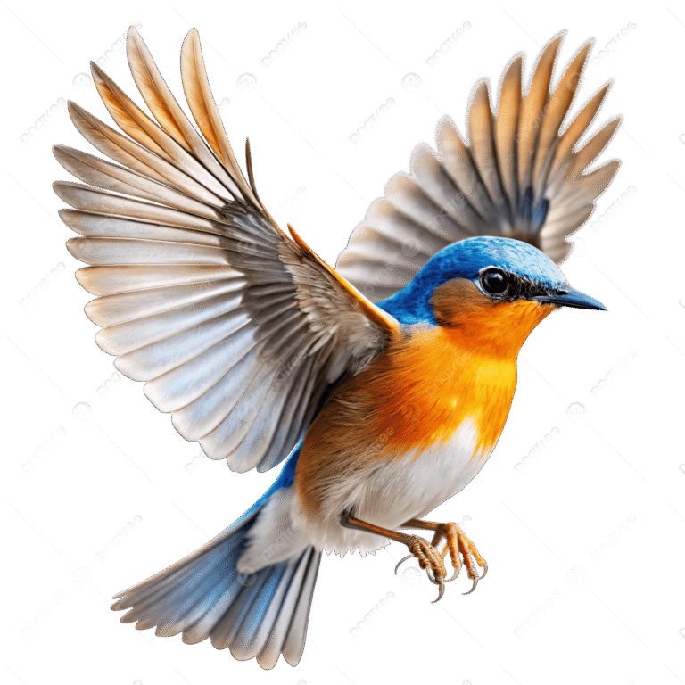 How To Fly A Bird