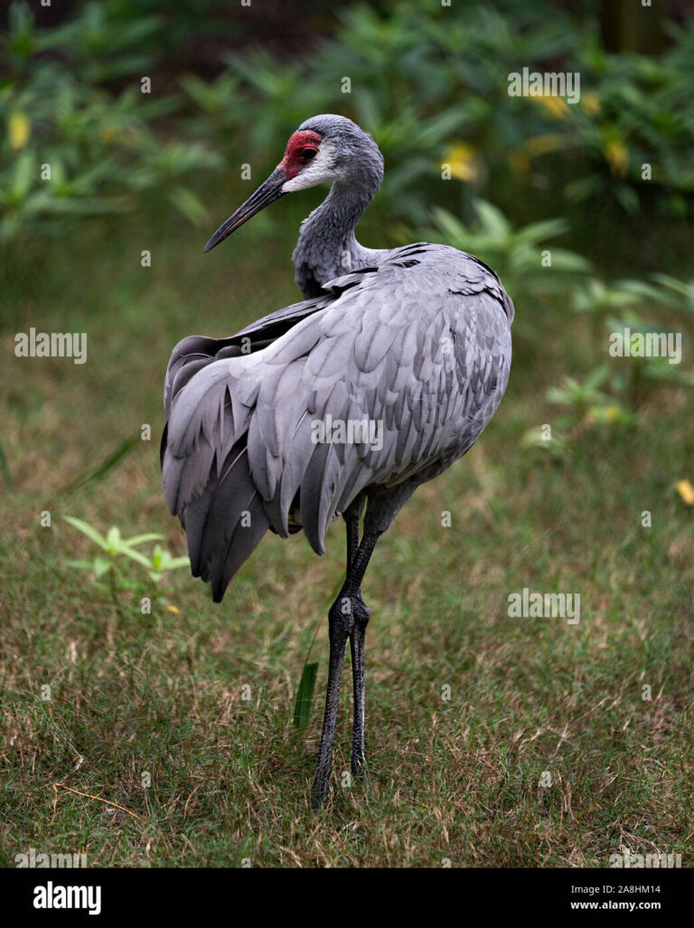 How Tall Is A Crane Bird