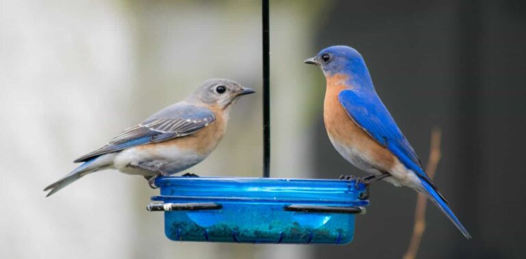 How Long Do Blue Birds Live