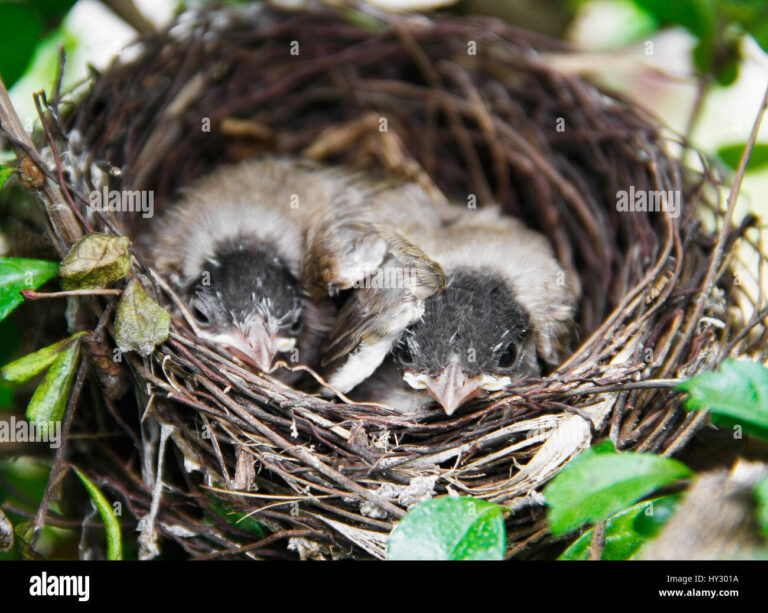 How Do Birds Sleep