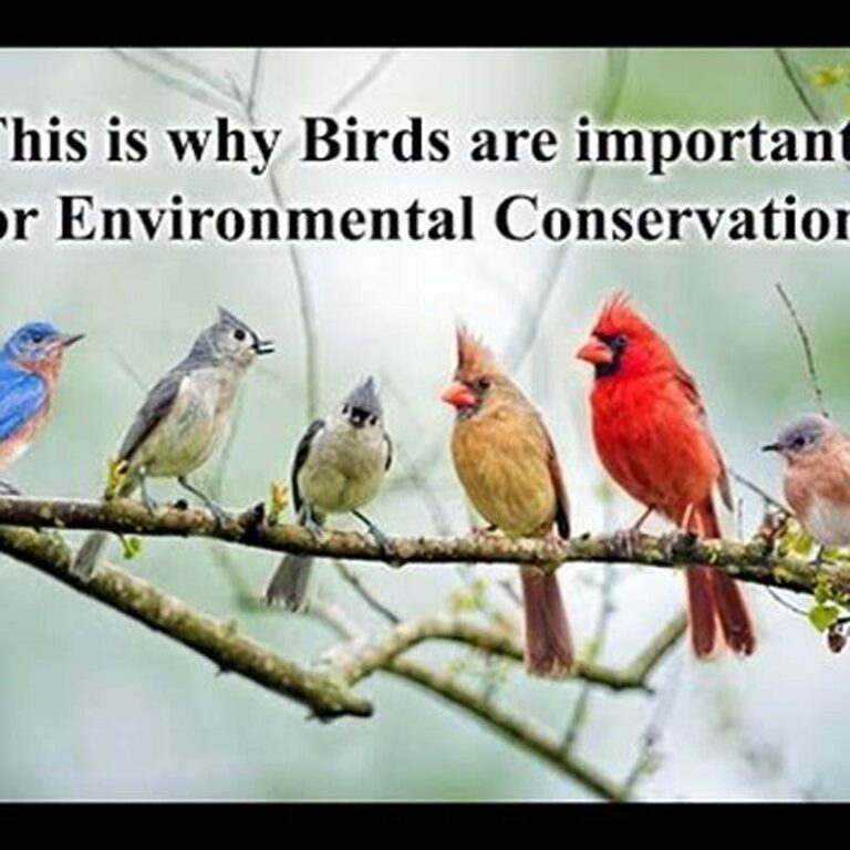 How Do Birds Contribute To The Environment